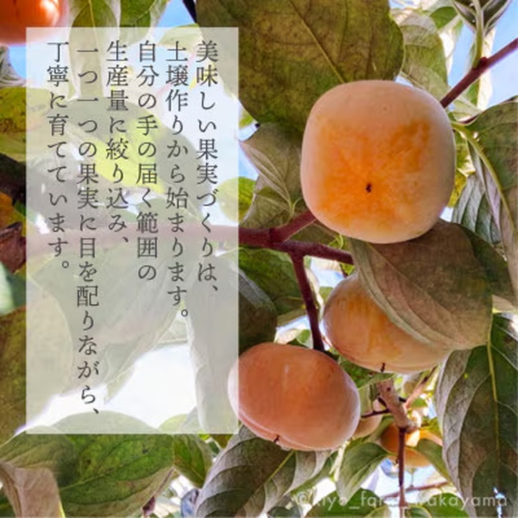 先行受付　柿(種無し)　赤秀品大玉　6個入　約1.8kg