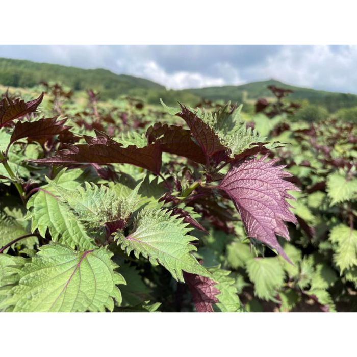【宮古市】「川井ペリーラ」ドリンクセット