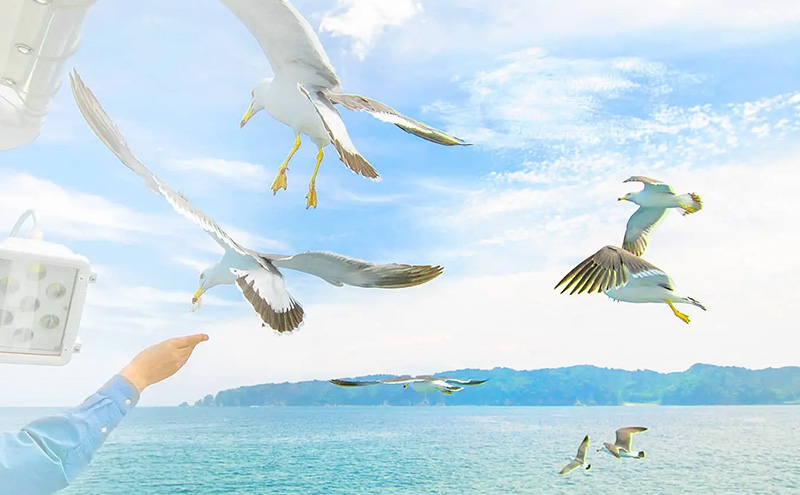 遊覧船 「宮古うみねこ丸」 乗船券 [2枚] チケット 券 名勝 景色 自然 船