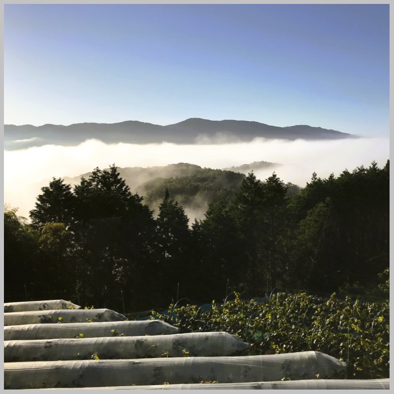 2026 早期受付 ぶどう シャインマスカット 3～4房 約2kg 岡山県高梁市産 うめづぶどう園 化粧箱入り 葡萄 ブドウ 訳あり