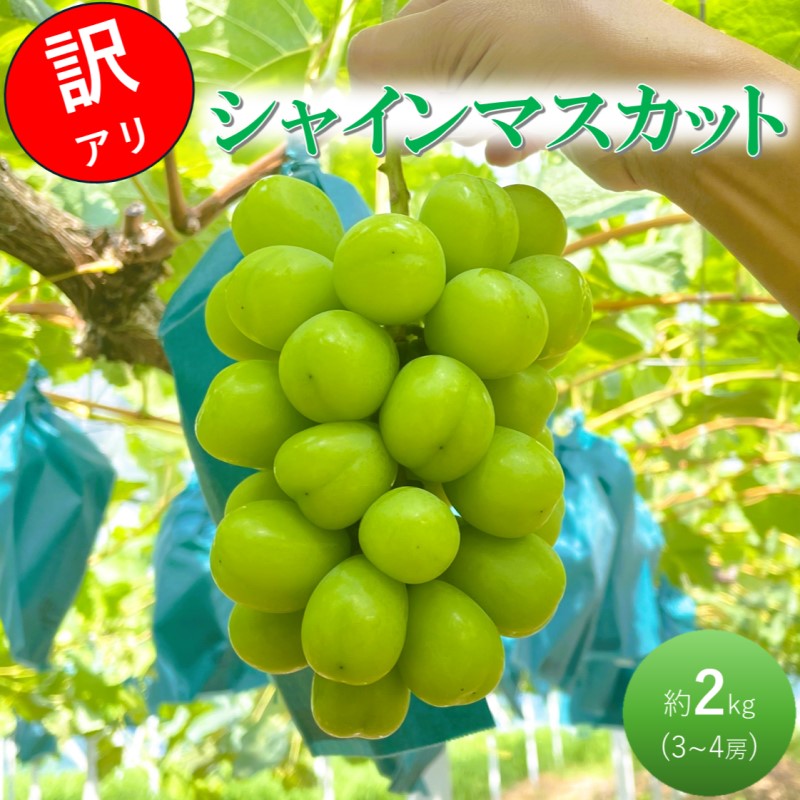 2026 早期受付 ぶどう シャインマスカット 3～4房 約2kg 岡山県高梁市産 うめづぶどう園 化粧箱入り 葡萄 ブドウ 訳あり