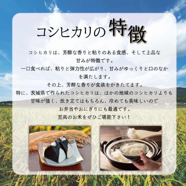 尚ちゃん専用　令和6年度　茨城県産コシヒカリ 10kg コシヒカリ 米 10kg お米 6年産 茨城県産 送料無料『令和6年茨城