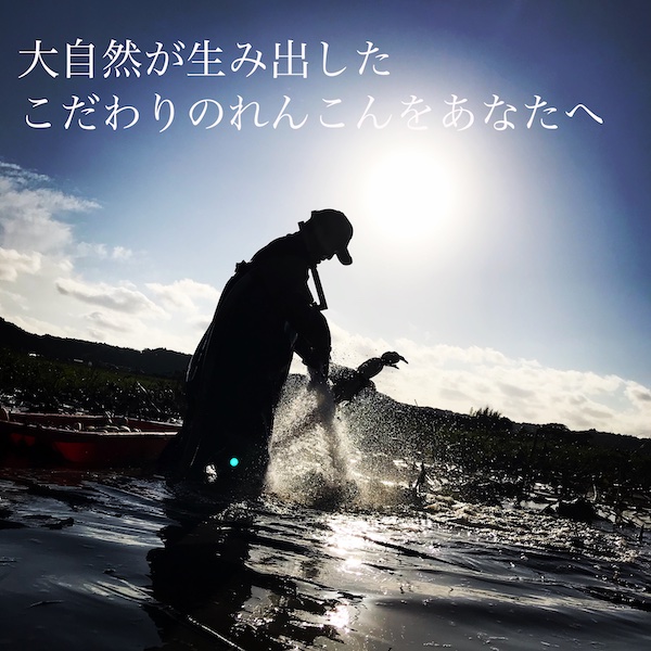 ＼先行予約・数量限定／オーガニック肥料で育てたれんこん 4kg (8月上旬発送開始予定)【茨城県 鹿嶋市 有機栽培 オーガニック レンコン 蓮根 野菜 根菜 産地直送 有機野菜 】（KBJ-2）