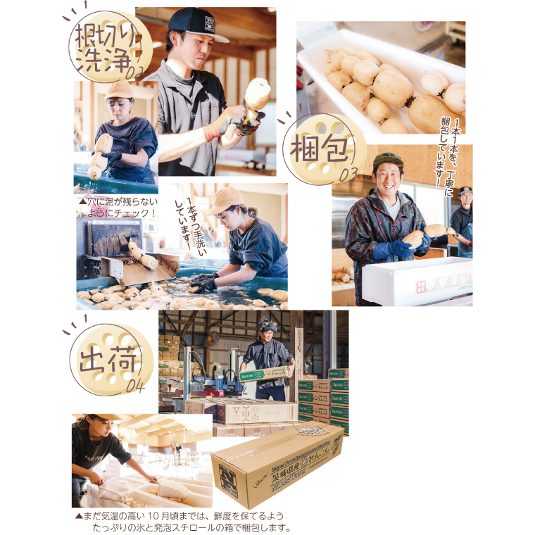 ＼先行予約・数量限定／オーガニック肥料で育てたれんこん 4kg (8月上旬発送開始予定)【茨城県 鹿嶋市 有機栽培 オーガニック レンコン 蓮根 野菜 根菜 産地直送 有機野菜 】（KBJ-2）