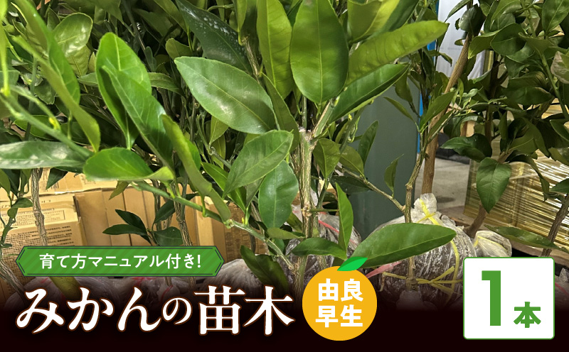 ZE6494_【2026年先行予約】みかん 苗木　【由良早生】 1本