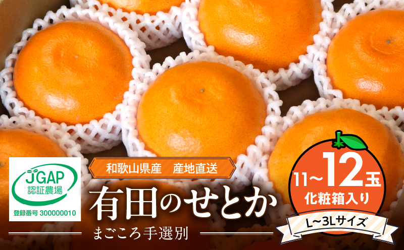 ZE6496_【2026年先行予約】【まごころ手選別】　せとか　化粧箱入り　(11～12玉)