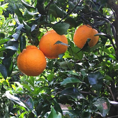 【先行予約】こだわり農家の濃厚不知火（デコポンと同品種） 15～24玉（約5kg）| デコポン 不知火 でこぽん しらぬい 柑橘 5kg 果実 フルーツ 先行予約 冬 農家直送 濃厚 ※北海道・沖縄・離島への配送不可※2026年2月上旬～3月下旬頃に順次発送予定