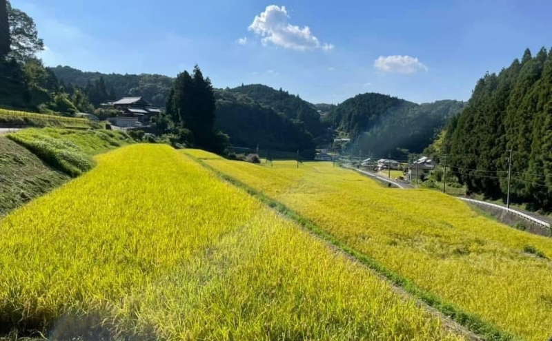 先行販売！令和7年度産　伊賀産コシヒカリ　極上　箸ひかり(精米真空パック)900ｇ×3袋 コシヒカリ 3年連続 特A 米 こしひかり ご飯 ごはん 白米 精米 三重県 名張市