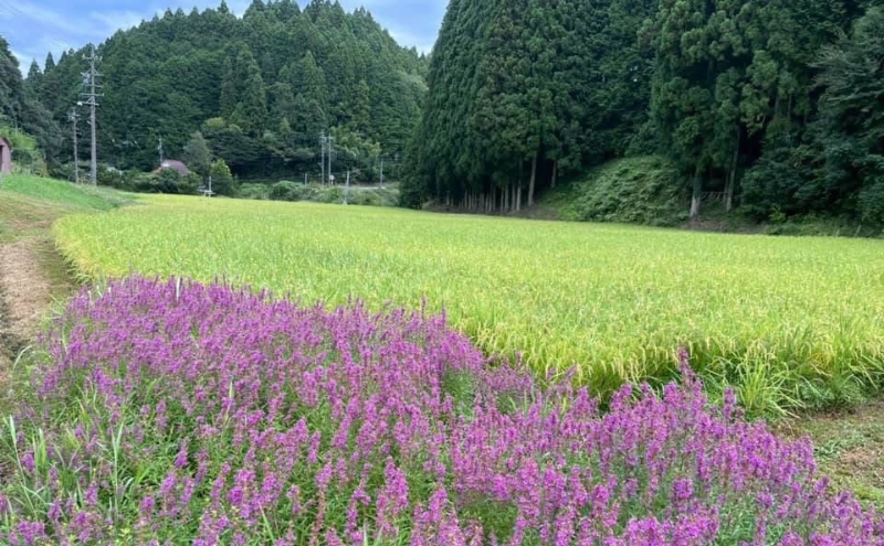 先行販売！令和7年度産　伊賀産コシヒカリ　極上　箸ひかり(精米真空パック)900ｇ×3袋 コシヒカリ 3年連続 特A 米 こしひかり ご飯 ごはん 白米 精米 三重県 名張市