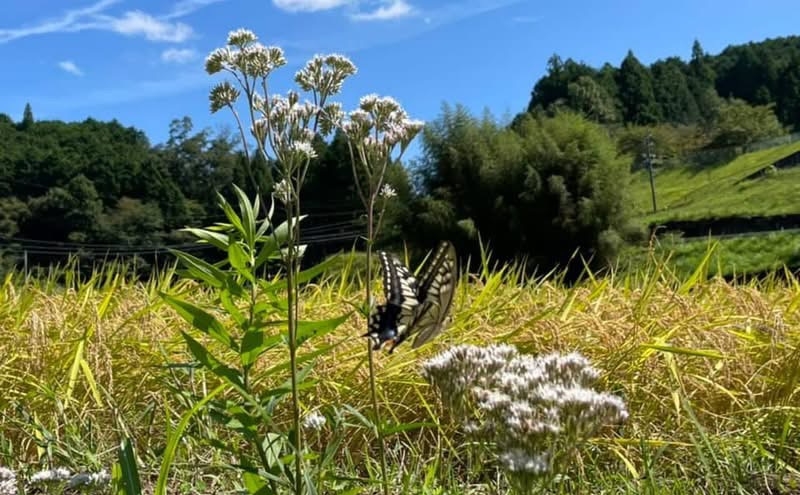 先行販売！令和7年度産　伊賀産コシヒカリ　極上　箸ひかり(精米真空パック)900ｇ×3袋 コシヒカリ 3年連続 特A 米 こしひかり ご飯 ごはん 白米 精米 三重県 名張市