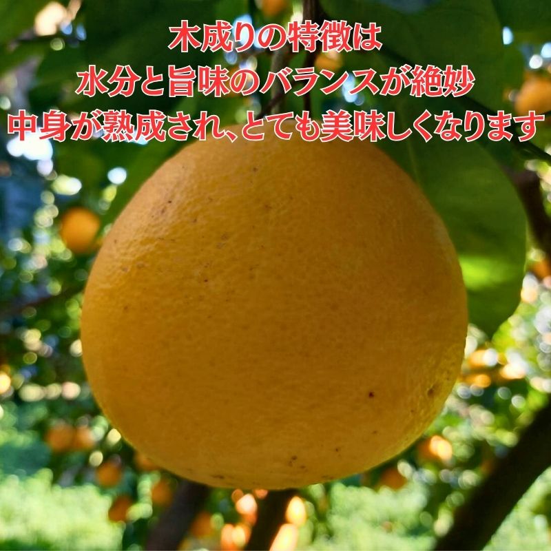 訳あり 愛南ゴールド ( 河内晩柑 ) 8kg 9000円  かわちばんかん ミカン わけあり  家庭用 あいなん ゴールド 蜜柑 和製 グレープフルーツ 産地直送 国産 農家直送 期間限定 数量限定 フルーツ 果物 柑橘 傷 不揃い 規格外 愛媛県 愛南町 愛なんよ 