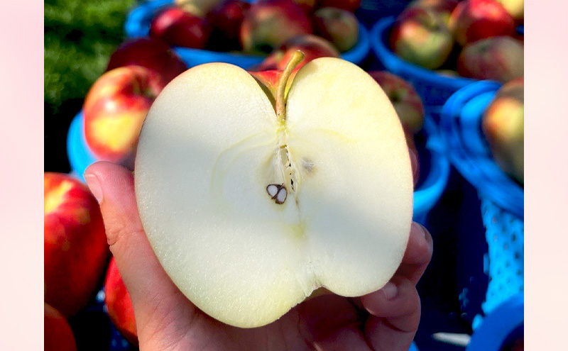 【2026年発送】贈答用 葉とらずサンつがる 約3kg リンゴ りんご フルーツ 果物 お取り寄せ 長野県 山ノ内町