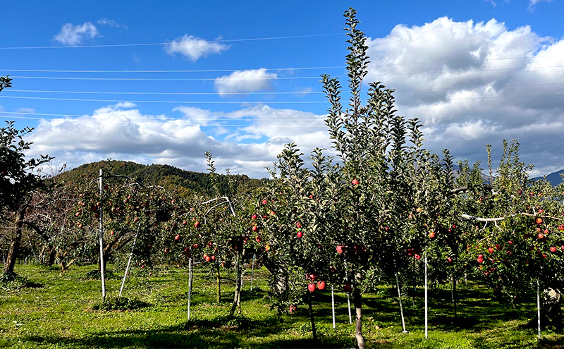 【贈答用】葉とらずサンふじ　約3kg リンゴ りんご フルーツ 果物 お取り寄せ 長野県 山ノ内町