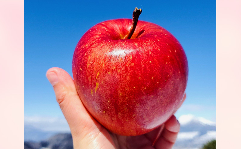 【贈答用】葉とらずサンふじ　約3kg リンゴ りんご フルーツ 果物 お取り寄せ 長野県 山ノ内町
