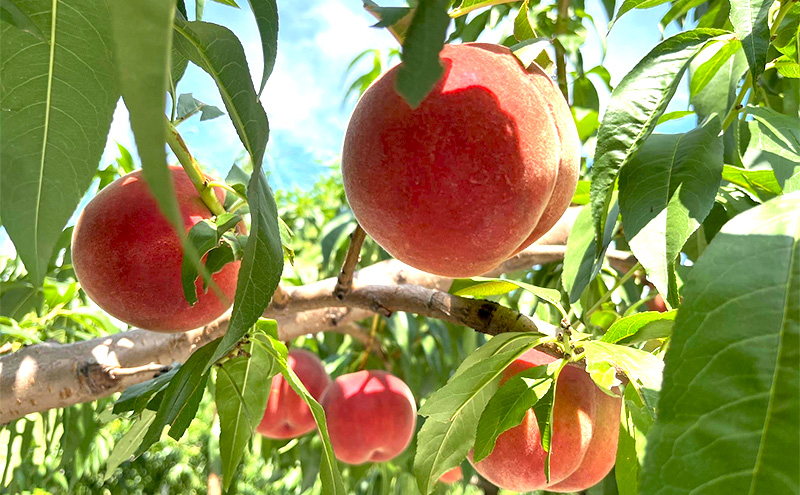 【2026年発送】桃　白鳳　約3kg もも フルーツ 果物 お取り寄せ 長野県 山ノ内町