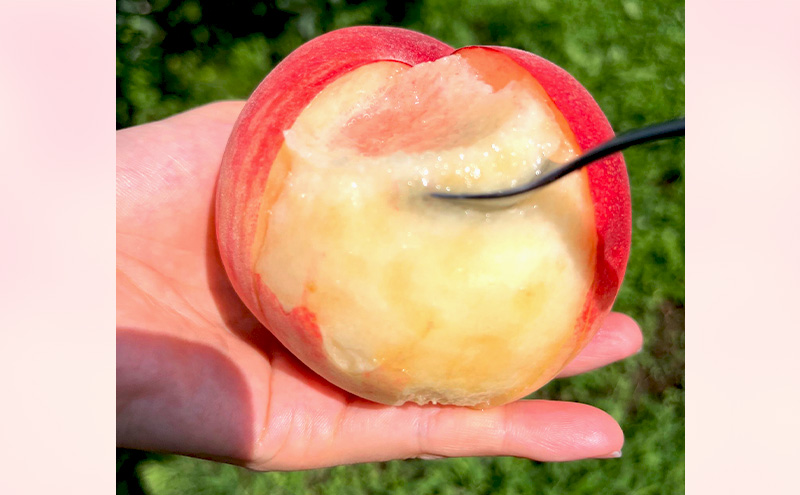 【2026年発送】桃　白鳳　約3kg もも フルーツ 果物 お取り寄せ 長野県 山ノ内町