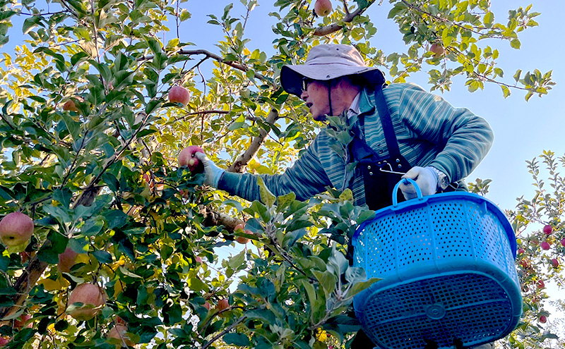 【訳あり】サンふじ　約3kg リンゴ りんご フルーツ 果物 お取り寄せ 長野県 山ノ内町