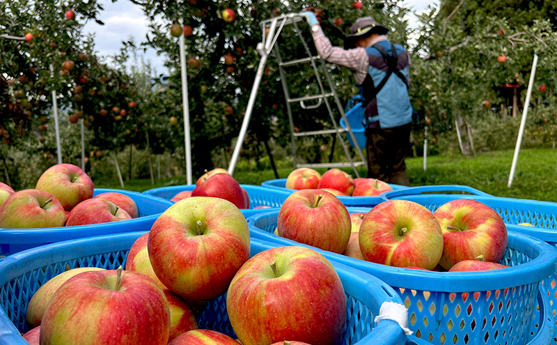 【2026年発送】贈答用 葉とらずシナノスイート 約3kg リンゴ りんご フルーツ 果物 お取り寄せ 長野県 山ノ内町