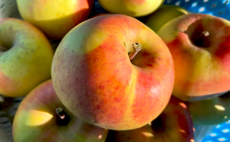 【2026年発送】訳あり ぐんま名月　約3kg リンゴ りんご フルーツ 果物 お取り寄せ 長野県 山ノ内町