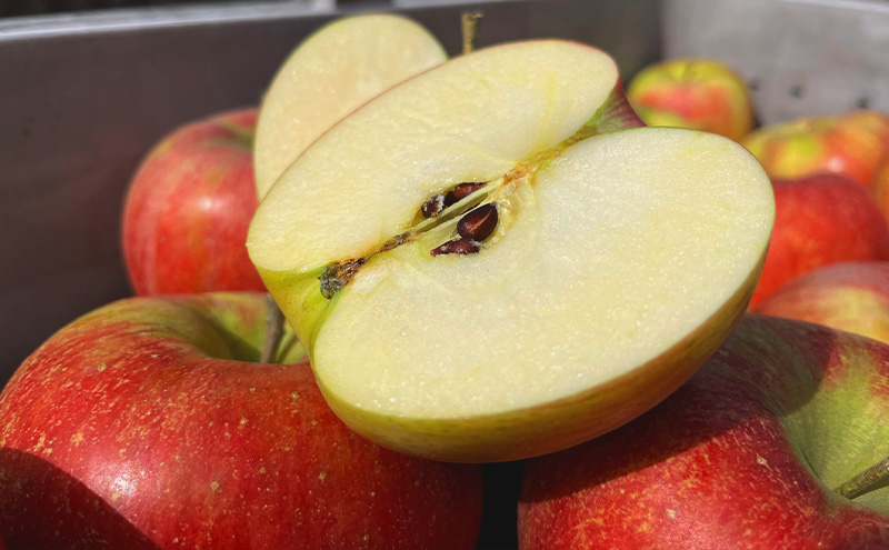 【2026年発送】贈答用 葉とらずシナノスイート 約3kg リンゴ りんご フルーツ 果物 お取り寄せ 長野県 山ノ内町