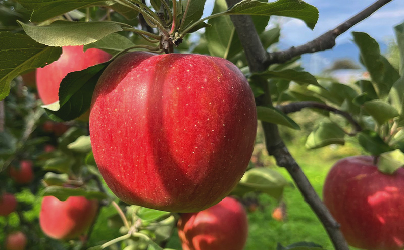 【2026年発送】贈答用 葉とらずシナノスイート 約3kg リンゴ りんご フルーツ 果物 お取り寄せ 長野県 山ノ内町