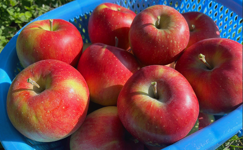 【2026年発送】訳あり シナノスイート　約3kg リンゴ りんご フルーツ 果物 お取り寄せ 長野県 山ノ内町