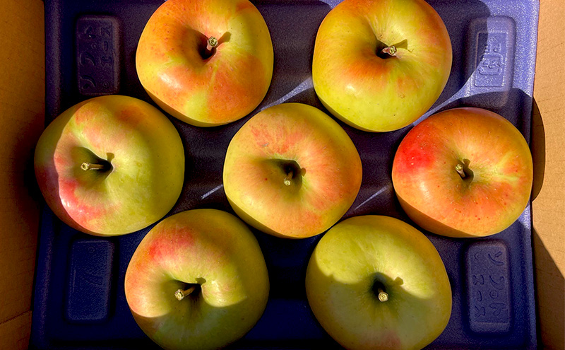 【2026年発送】贈答用 葉とらずぐんま名月　約3kg リンゴ りんご フルーツ 果物 お取り寄せ 長野県 山ノ内町