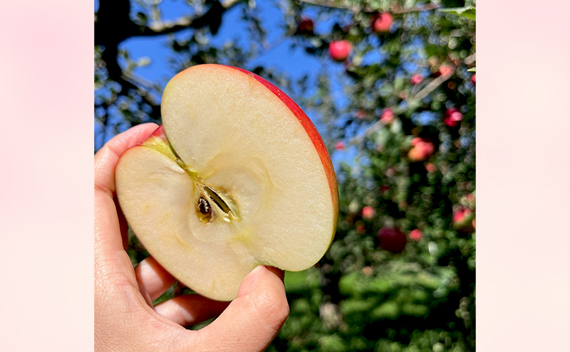 【2026年発送】訳あり シナノスイート　約3kg リンゴ りんご フルーツ 果物 お取り寄せ 長野県 山ノ内町