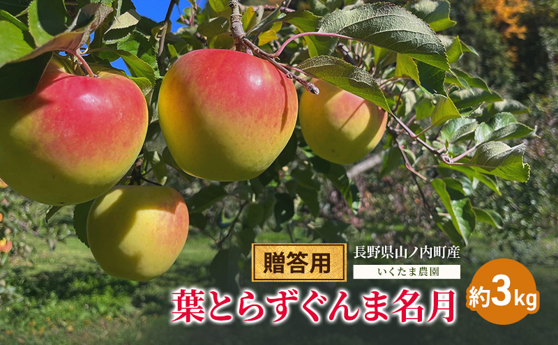 【2026年発送】贈答用 葉とらずぐんま名月　約3kg リンゴ りんご フルーツ 果物 お取り寄せ 長野県 山ノ内町