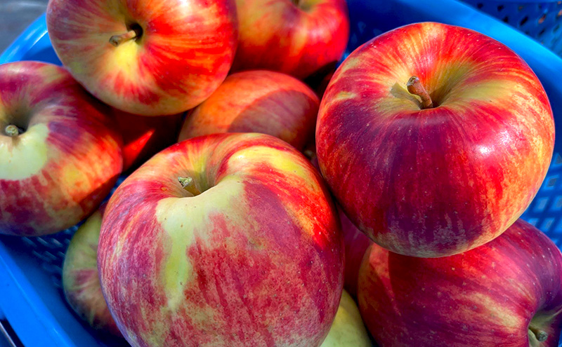 【2026年発送】贈答用 葉とらずサンつがる 約3kg リンゴ りんご フルーツ 果物 お取り寄せ 長野県 山ノ内町