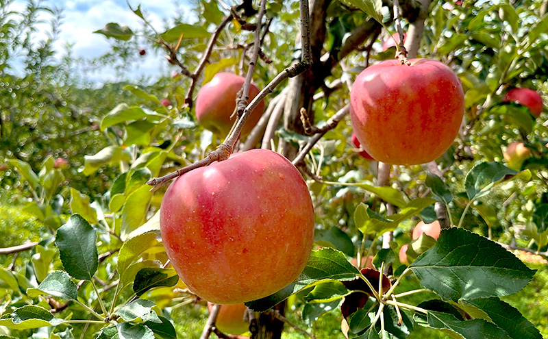 【2026年発送】訳あり サンつがる 約3kg リンゴ りんご フルーツ 果物 お取り寄せ 長野県 山ノ内町