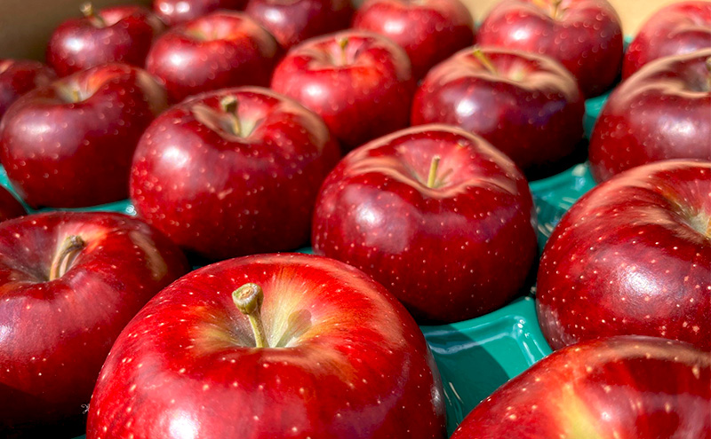 【2026年発送】贈答用 葉とらず秋映 約3kg リンゴ りんご フルーツ 果物 お取り寄せ 長野県 山ノ内町