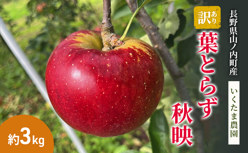 �y���쌧�R�m�����z�y2026�N�����z�󂠂� �H�f ��3kg �����S ��� �t���[�c �ʕ� ������ ���쌧 �R�m����