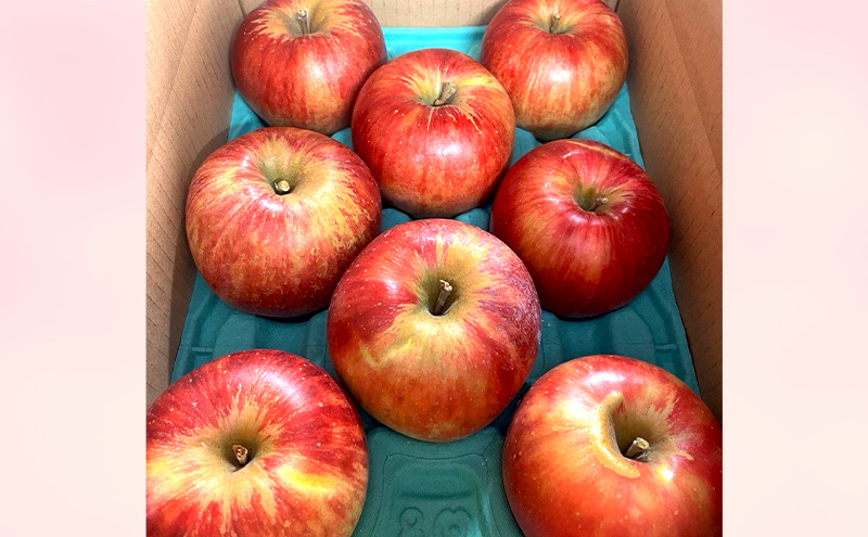 【2026年発送】訳あり サンつがる 約3kg リンゴ りんご フルーツ 果物 お取り寄せ 長野県 山ノ内町