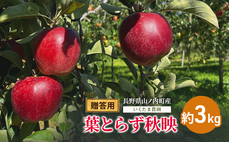 【2026年発送】贈答用 葉とらず秋映 約3kg リンゴ りんご フルーツ 果物 お取り寄せ 長野県 山ノ内町