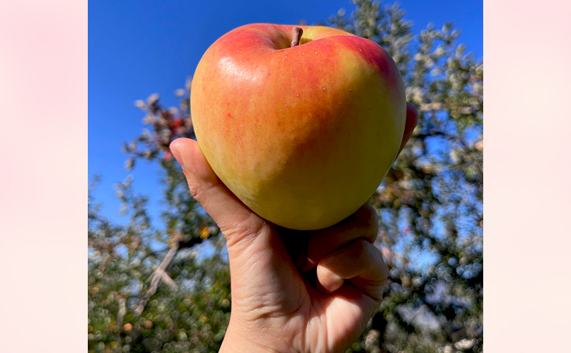 【2026年発送】贈答用 葉とらずぐんま名月　約3kg リンゴ りんご フルーツ 果物 お取り寄せ 長野県 山ノ内町