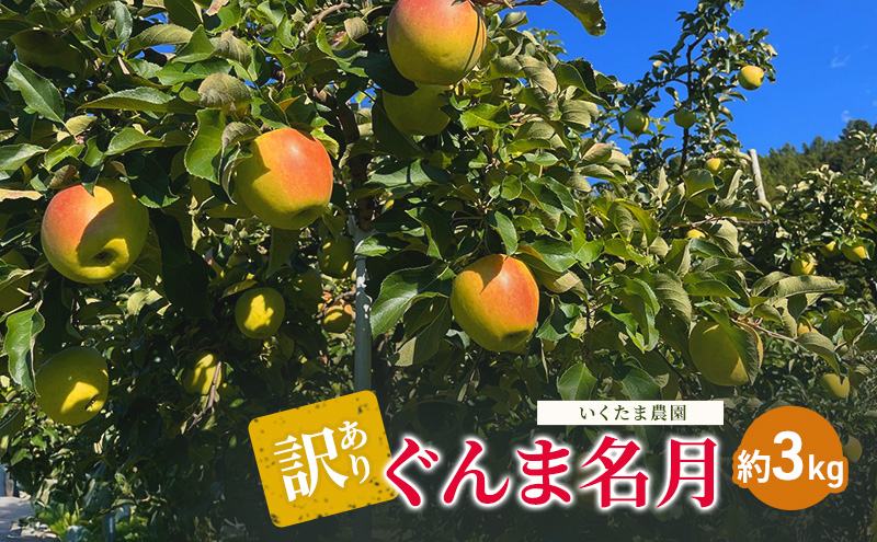【2026年発送】訳あり ぐんま名月　約3kg リンゴ りんご フルーツ 果物 お取り寄せ 長野県 山ノ内町