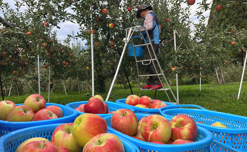 【2026年発送】訳あり シナノスイート　約3kg リンゴ りんご フルーツ 果物 お取り寄せ 長野県 山ノ内町