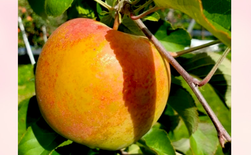 【2026年発送】訳あり ぐんま名月　約3kg リンゴ りんご フルーツ 果物 お取り寄せ 長野県 山ノ内町