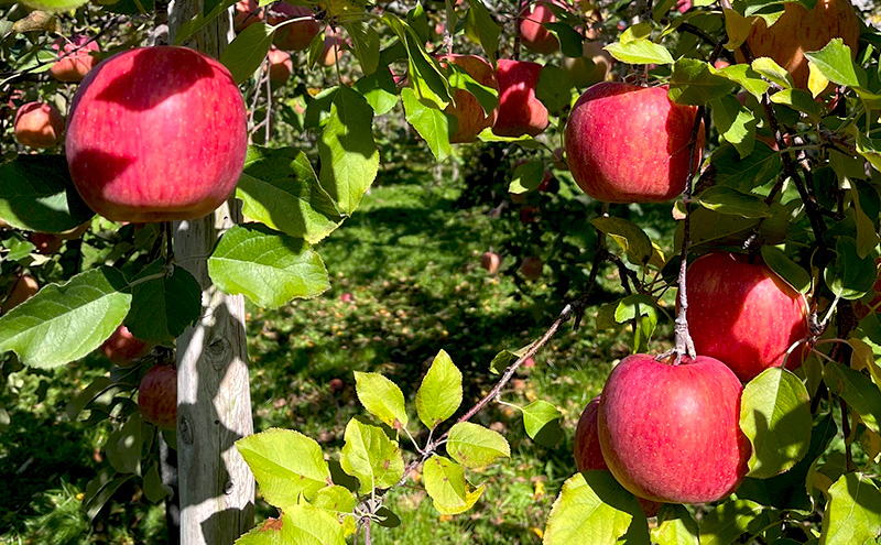 【訳あり】サンふじ　約3kg リンゴ りんご フルーツ 果物 お取り寄せ 長野県 山ノ内町