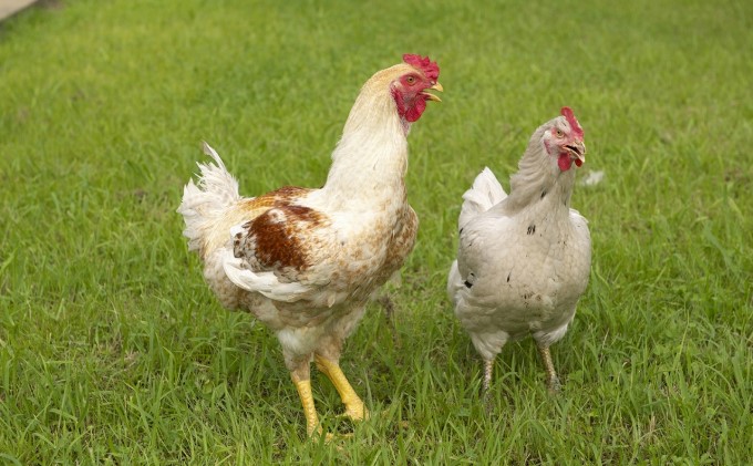 はかた地どり水炊きセットＢ 鍋セット水炊き 鶏肉水炊き ※配送不可:離島