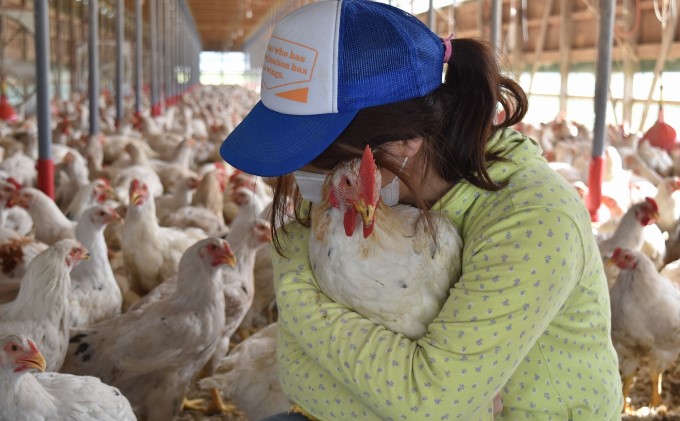 はかた地どりプレミアム水炊きセット 鍋セット水炊き 鶏肉水炊き ※配送不可:離島