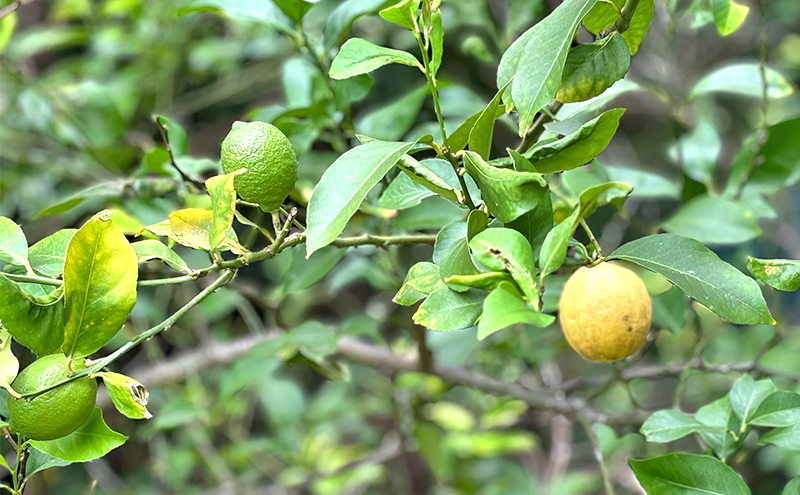 小豆島 夕陽の丘 レモン 2kg (14～18玉) 果物 フルーツ 柑橘 香川 土庄町