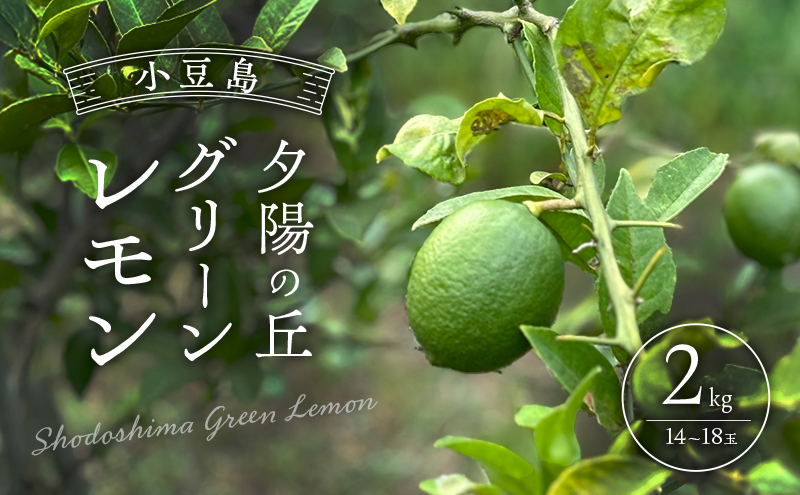 小豆島 夕陽の丘 グリーンレモン 2kg (14～18玉) 果物 フルーツ 柑橘 レモン
