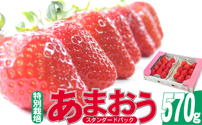 いちご 2025年12月より発送 うるう農園のあまおう スタンダード2パック 約570g 果物 フルーツ デザート 食後 特別栽培 福岡県産 国産 日本産 ※配送不可：離島