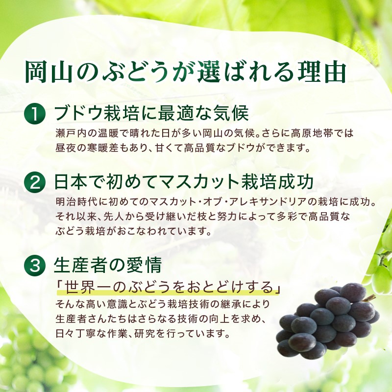 2026年 早期受付 ぶどう ピオーネ 約2kg（3～4房）岡山県高梁市産 まつむら農園 個装箱入り 葡萄 ブドウ 贈り物