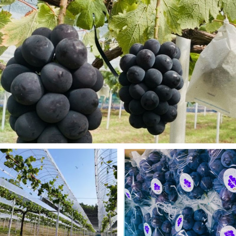 2026年 早期受付 ぶどう ピオーネ 約2kg（3～4房）岡山県高梁市産 まつむら農園 個装箱入り 葡萄 ブドウ 贈り物