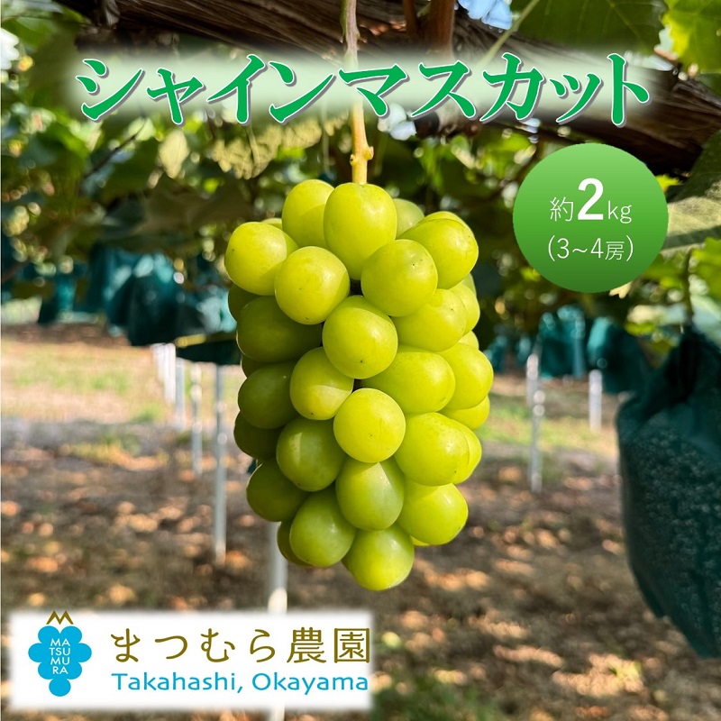 yRsz2026N t Ԃǂ VC}XJbg Qkgi3`4[j嗱  RsY   uhE 蕨