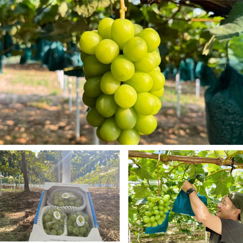 2026年 早期受付 ぶどう シャインマスカット 約２kg（3～4房）大粒  岡山県高梁市産 個装箱入り 葡萄 ブドウ 贈り物