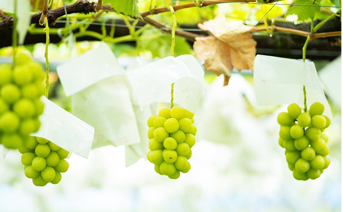 シャインマスカット 約1kg 2房 ぶどう フルーツ 果物 デザート 長野県 山ノ内町